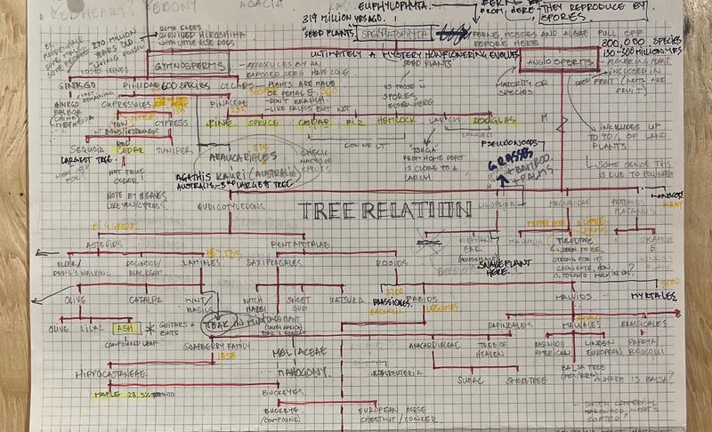 Tree Relations process drawing