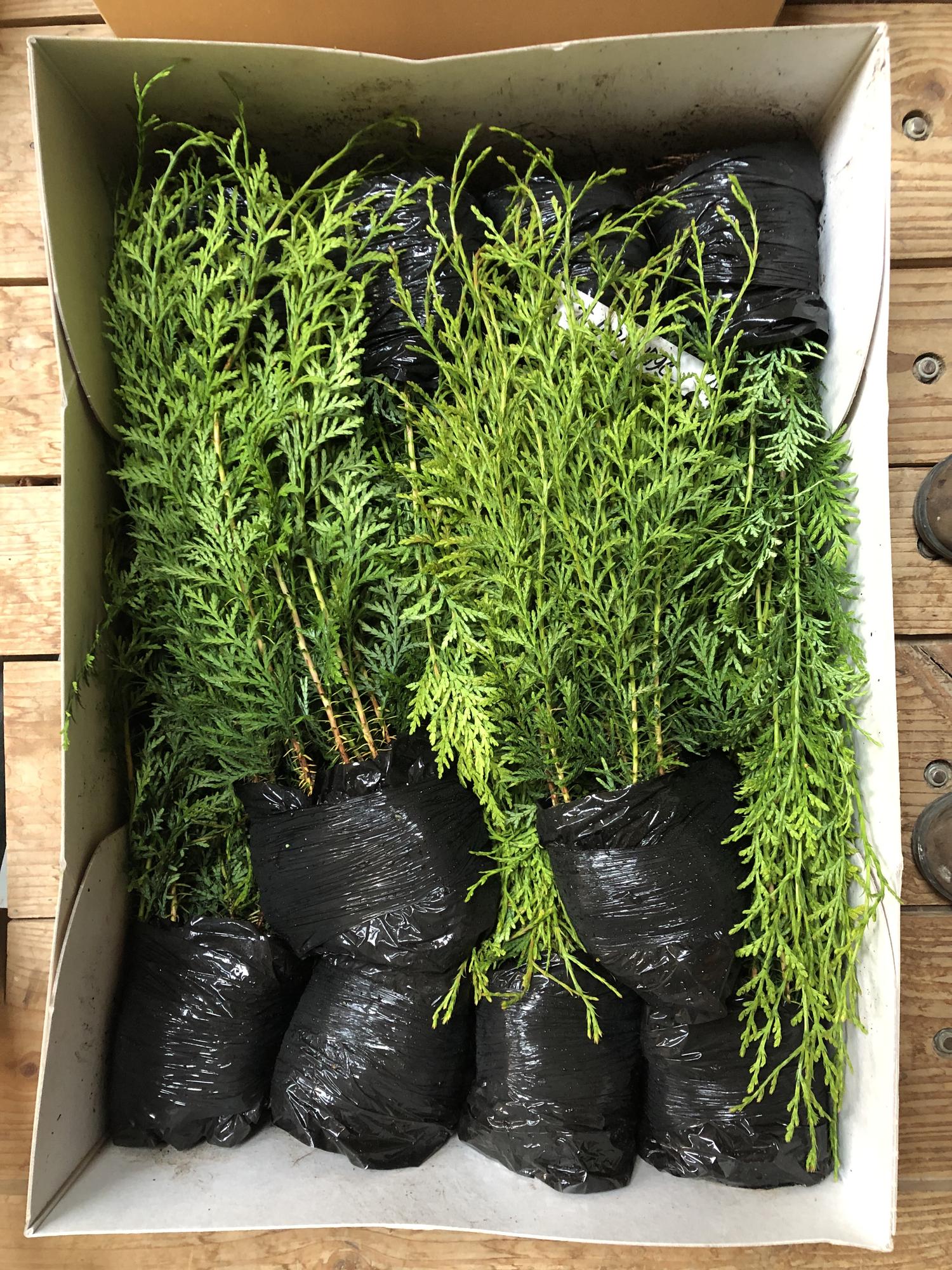 AA Plant A Tree pile of cedar saplings