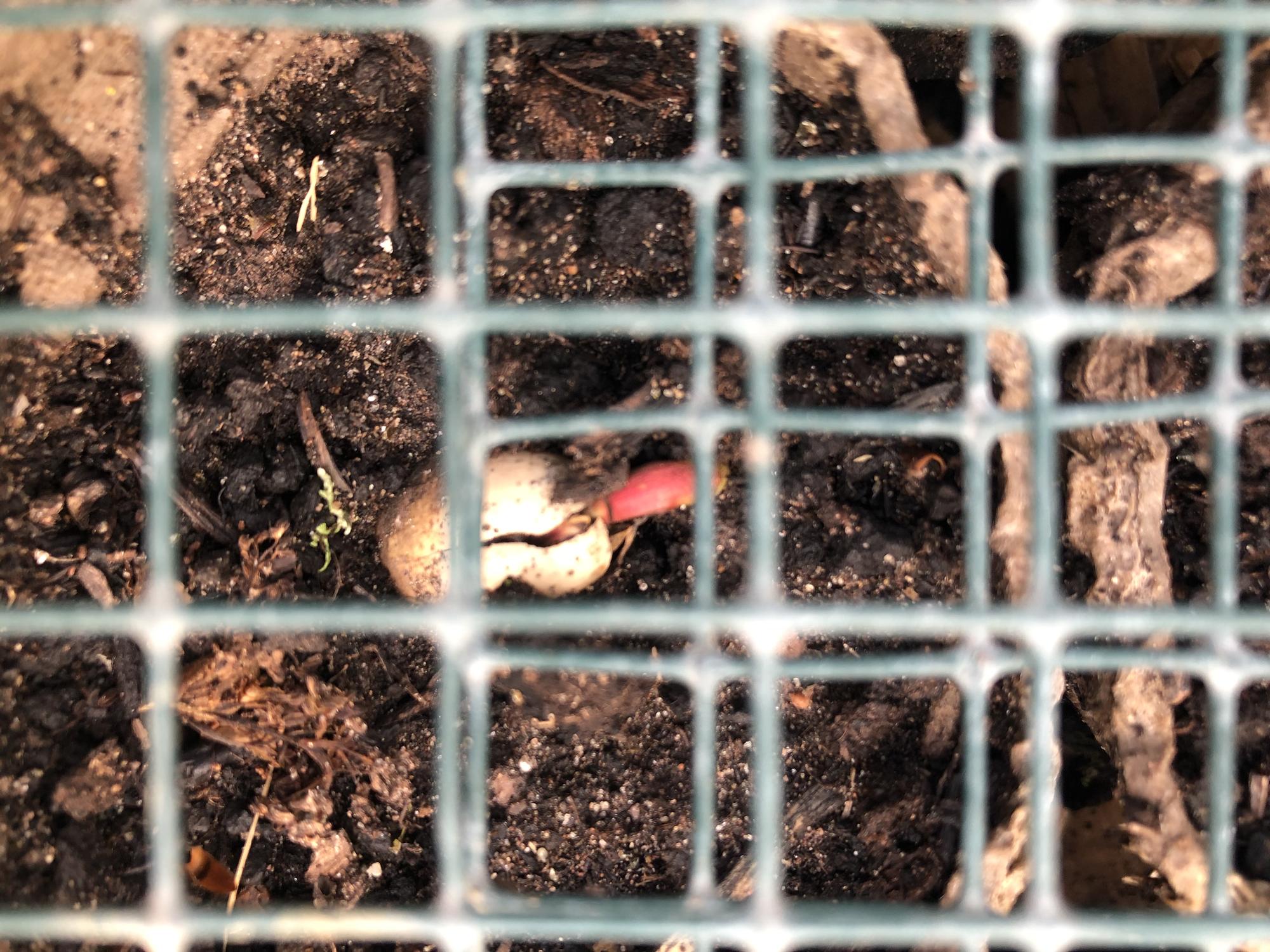AA Plant A Tree oak acorn sprouting