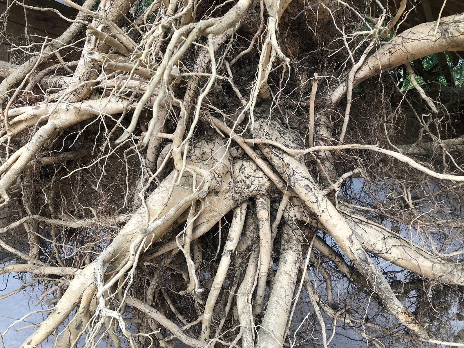 An Ash Tree TreeRootPhoto
