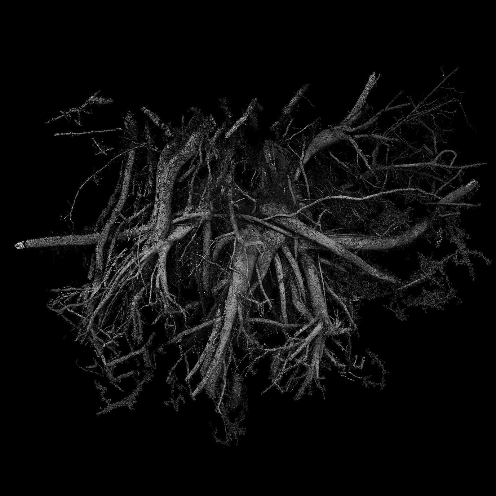 An Ash Tree tree root 3D scan