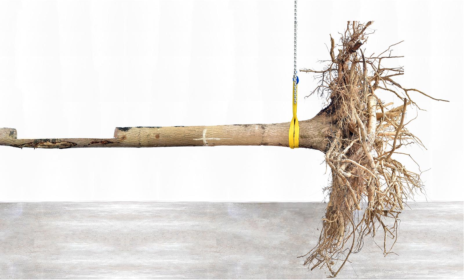 An Ash Tree cover image