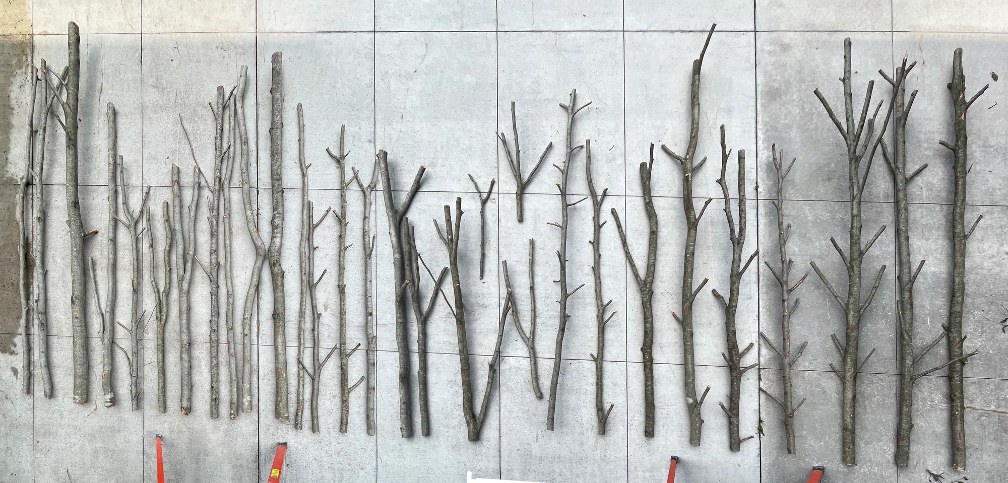 Beech Thicket Build
