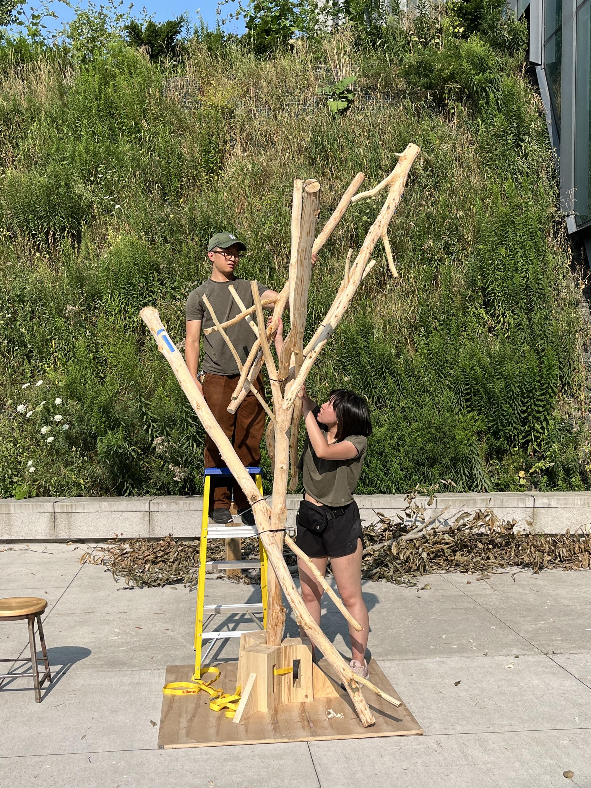 Beech Thicket Build