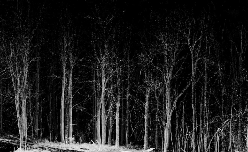 Forest Scan