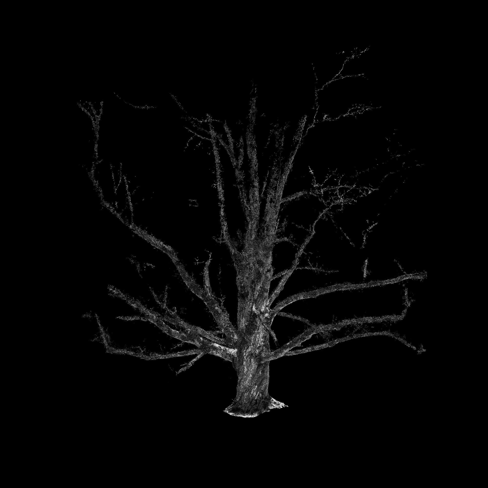 Grandmother Maple SugarMaple Axo2