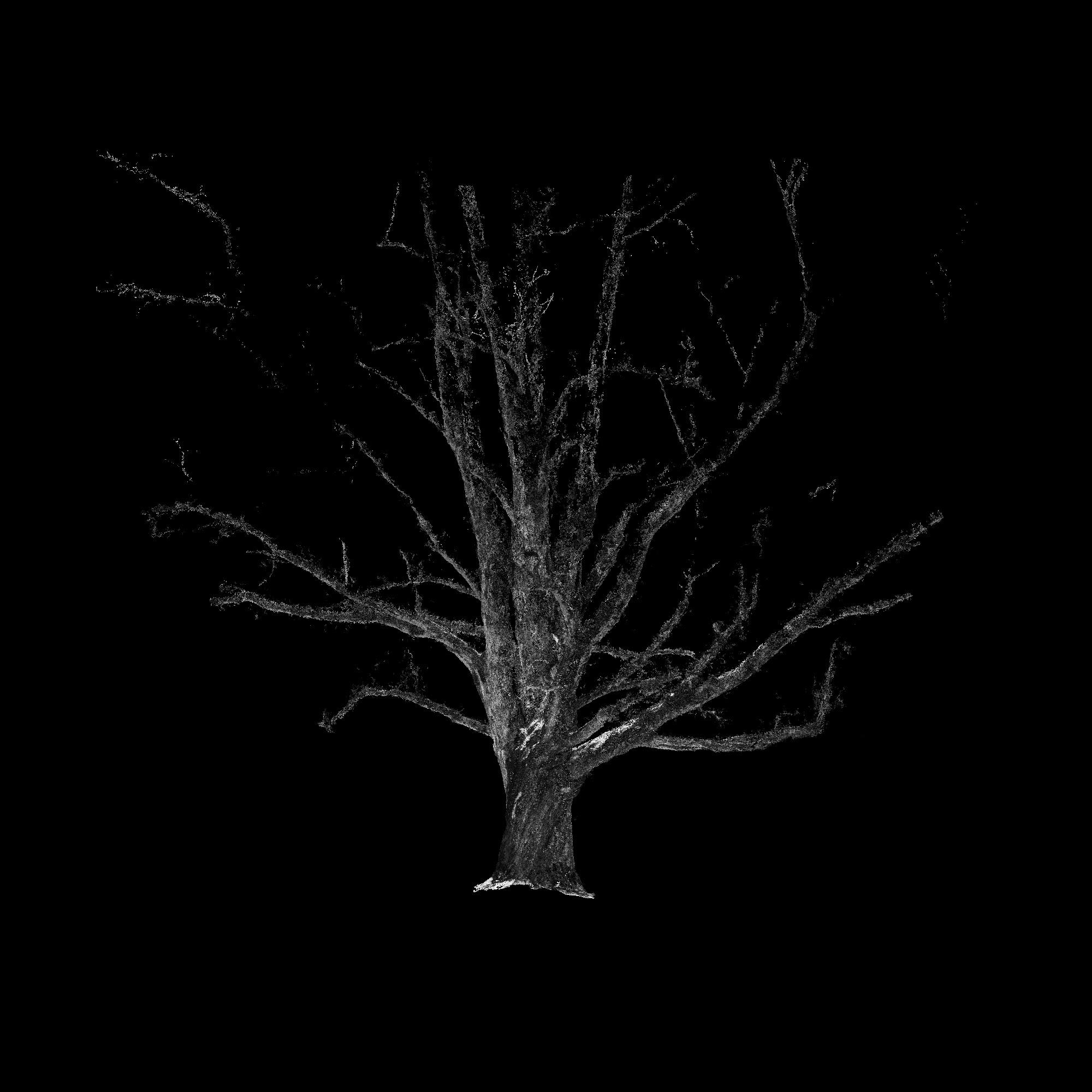 Grandmother Maple 3D scan elevation