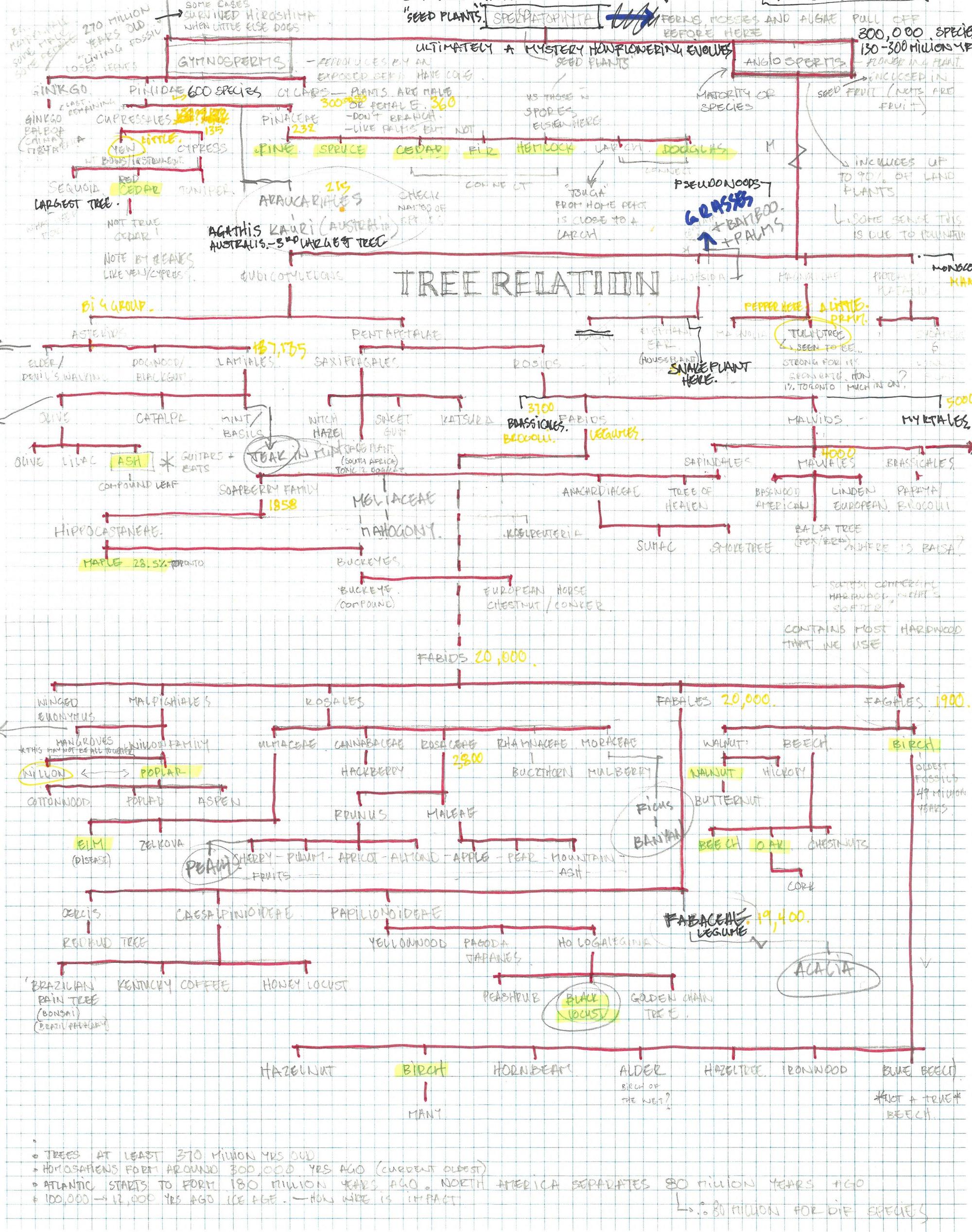 Graph Paper Tree Relations DRAWING