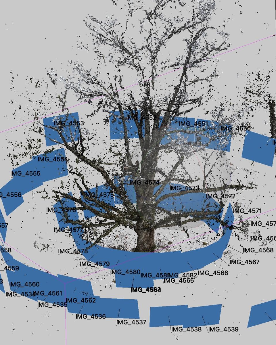 Learn To 3d Scan Trees