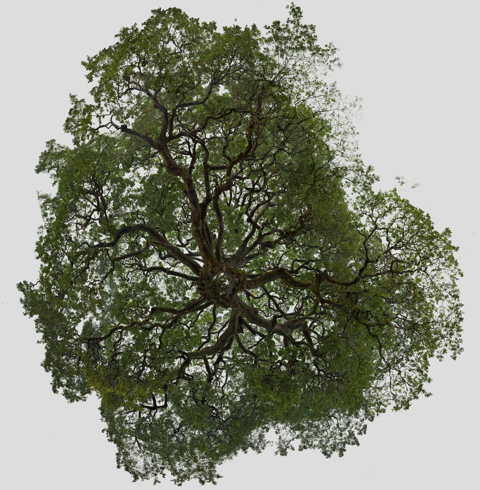 MLF Of the Oak TreeWormsEye