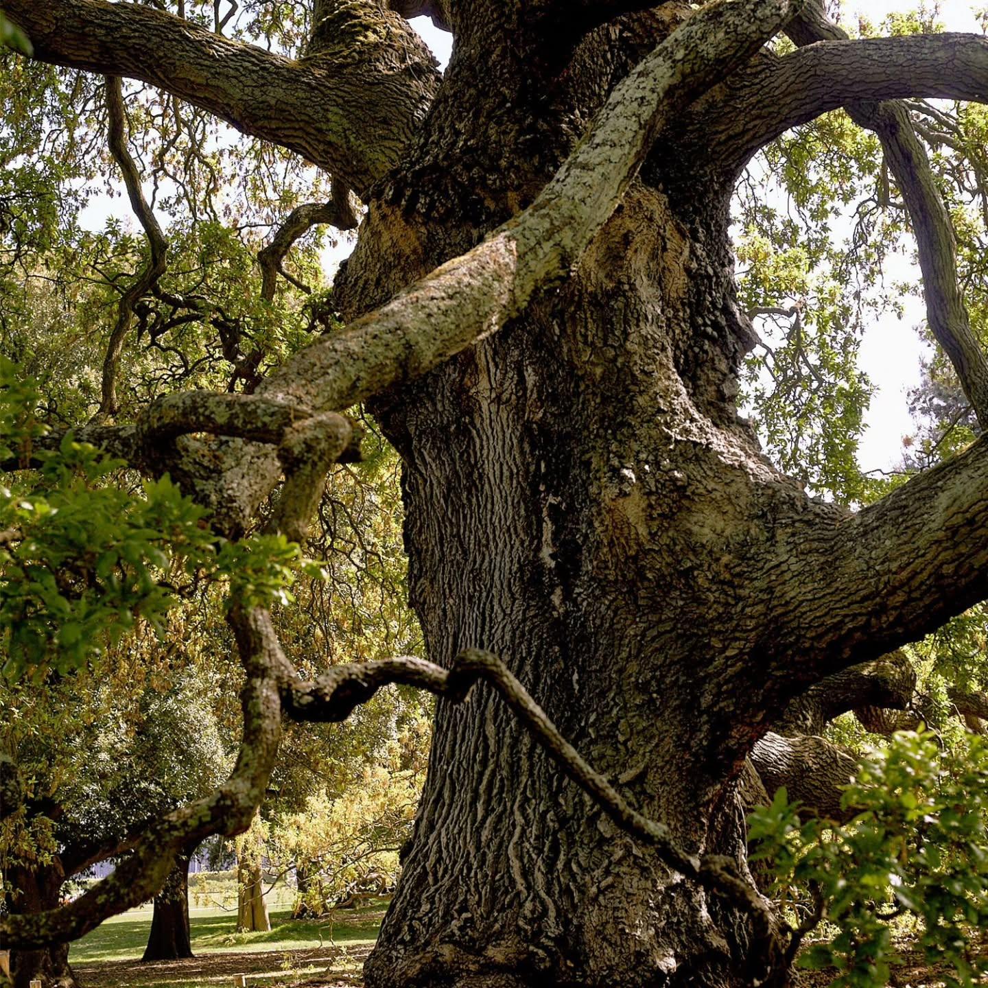MLF Of the Oak