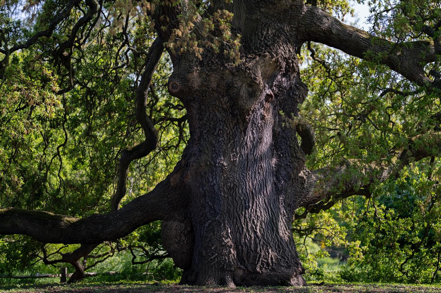 MLF Of the Oak
