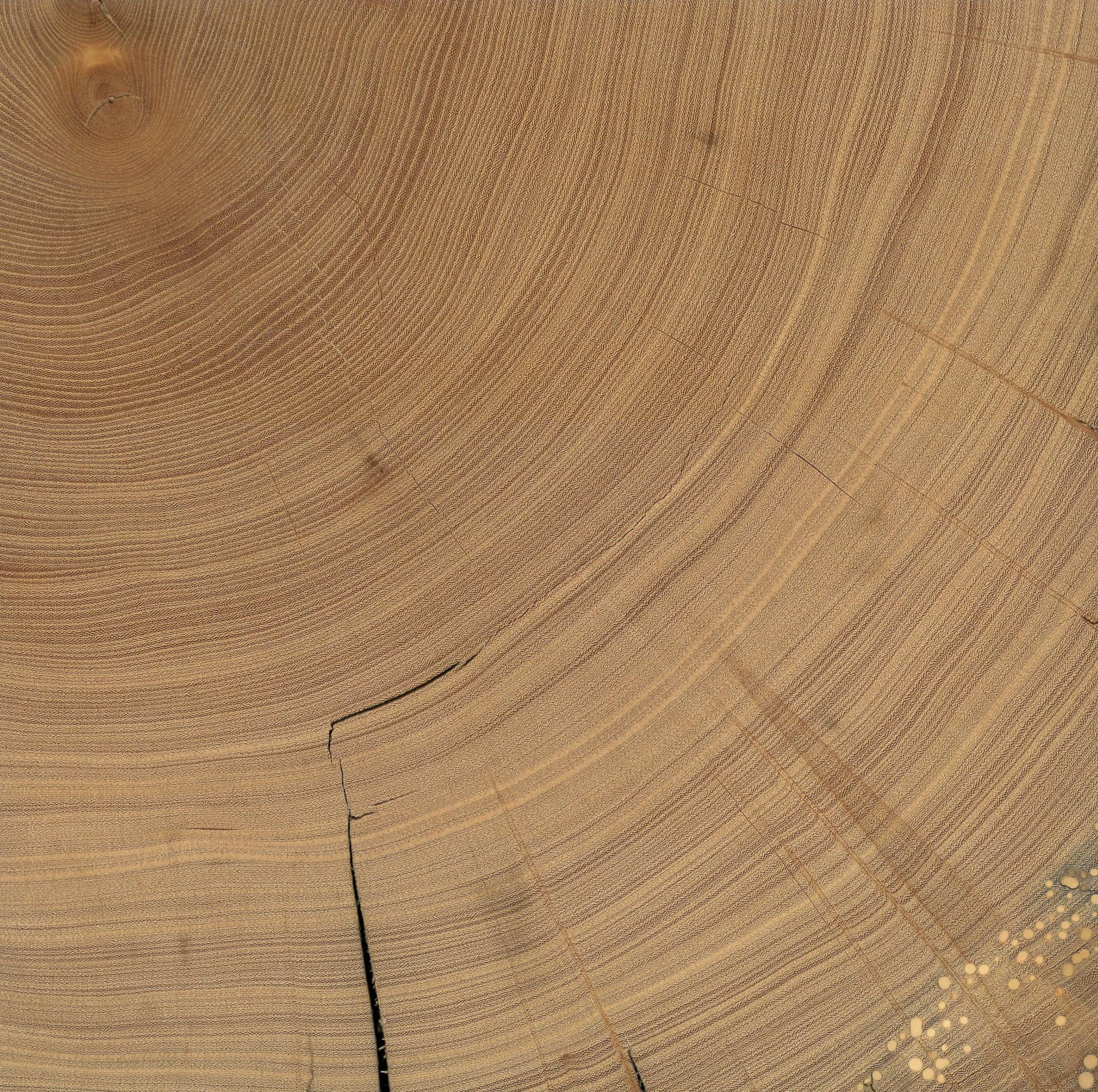 Other Wood Pieces Exhibition elm beam scan