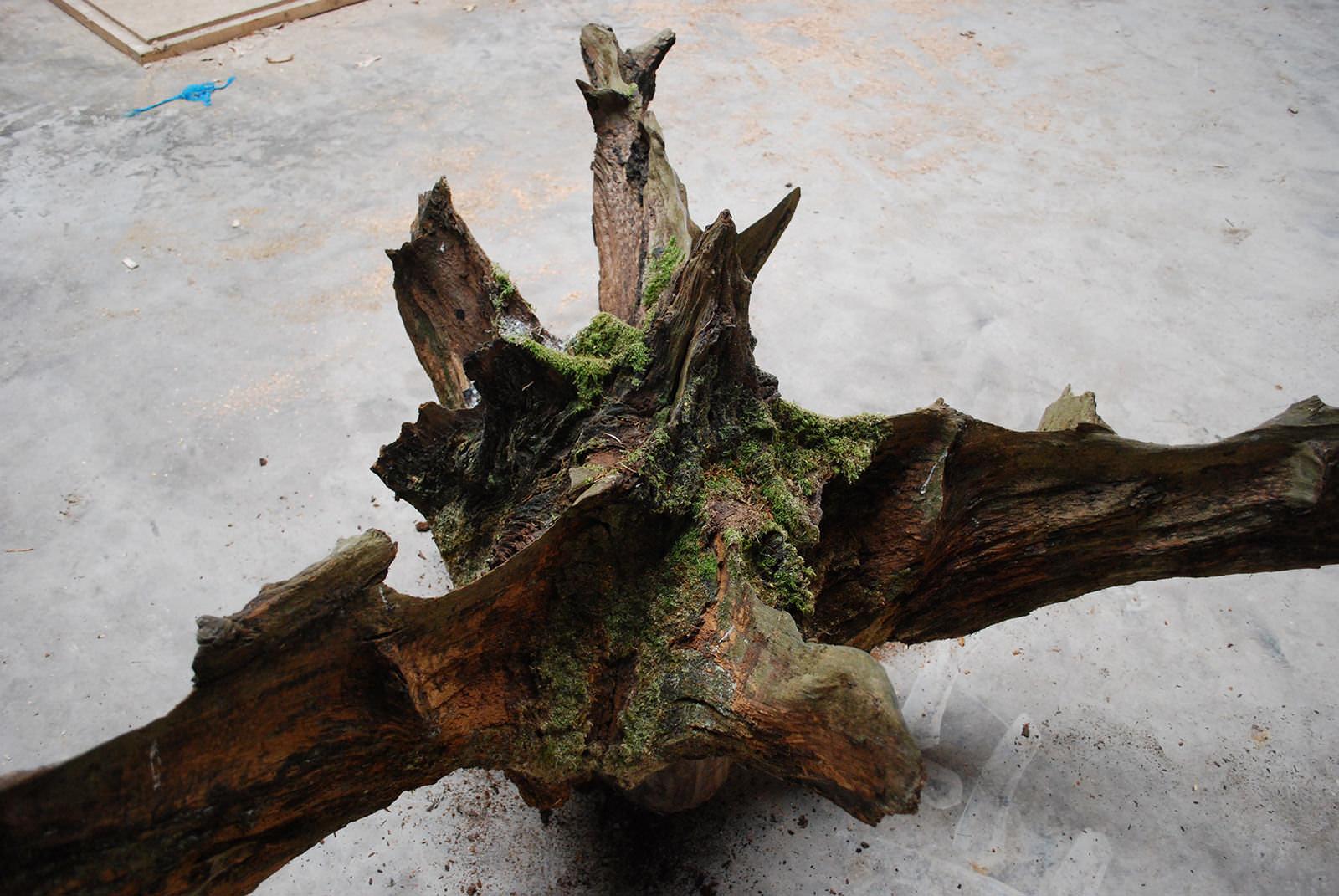 Oak Root Plate