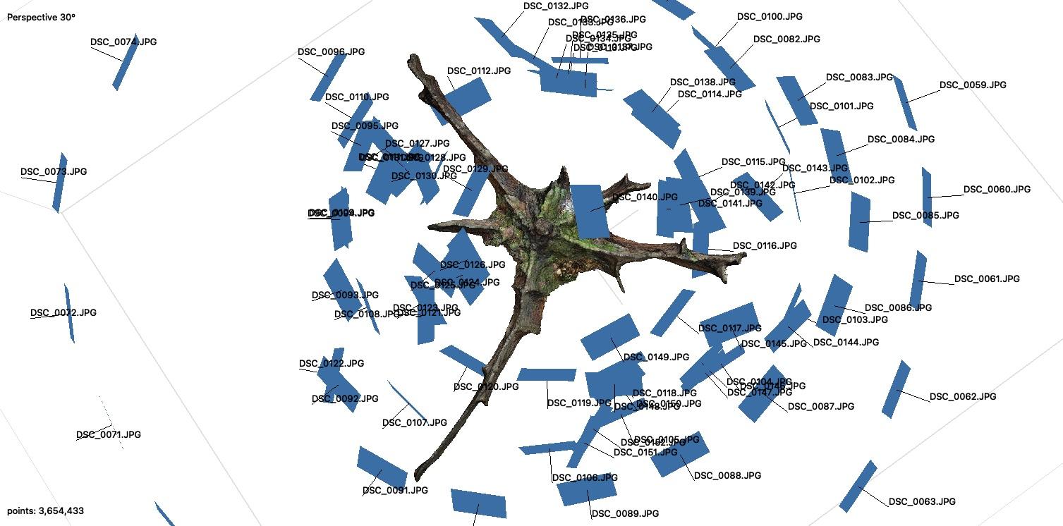 Oak Root Plate Photogrammetry