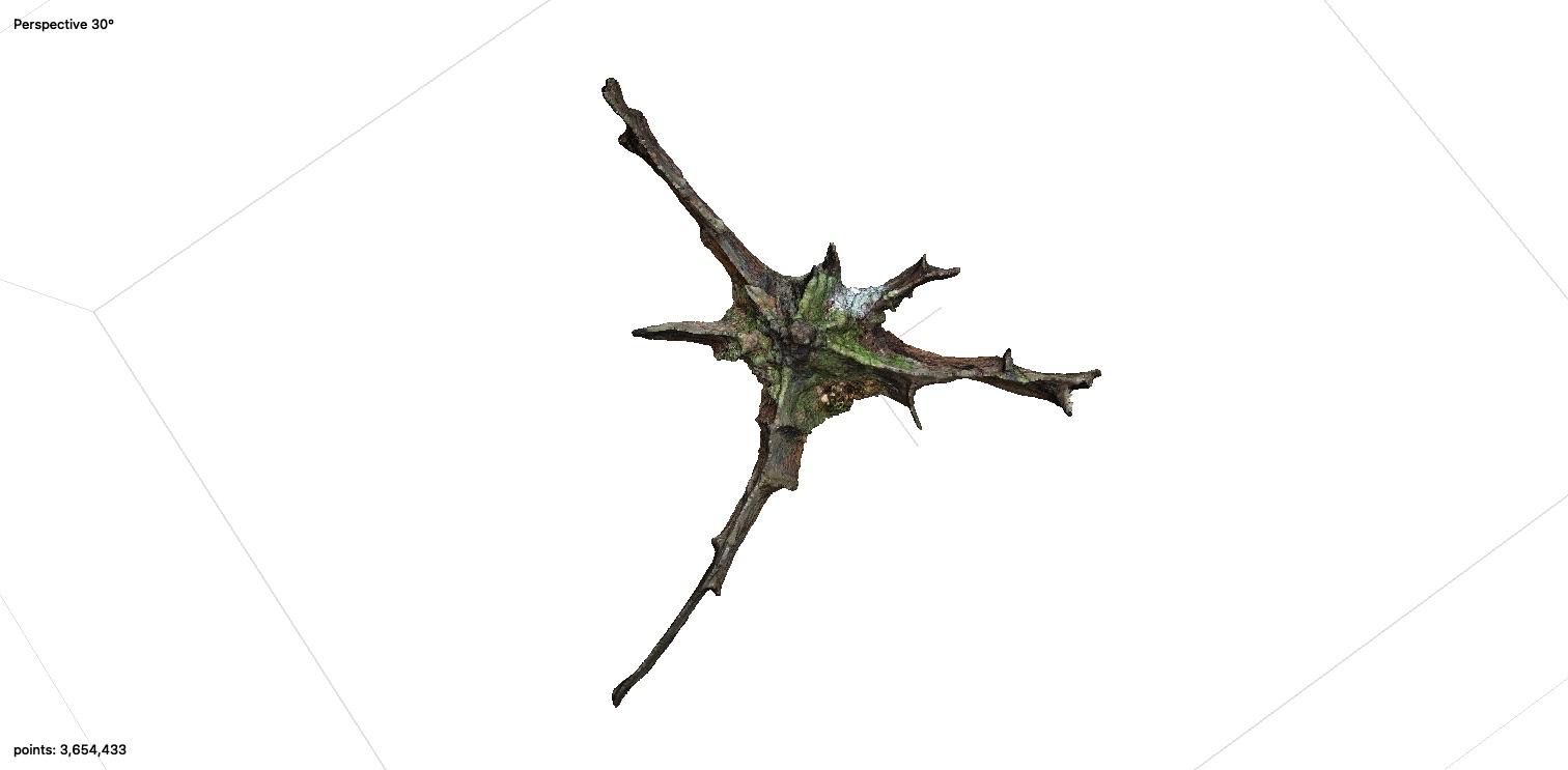 Oak Root Plate Photogrammetry