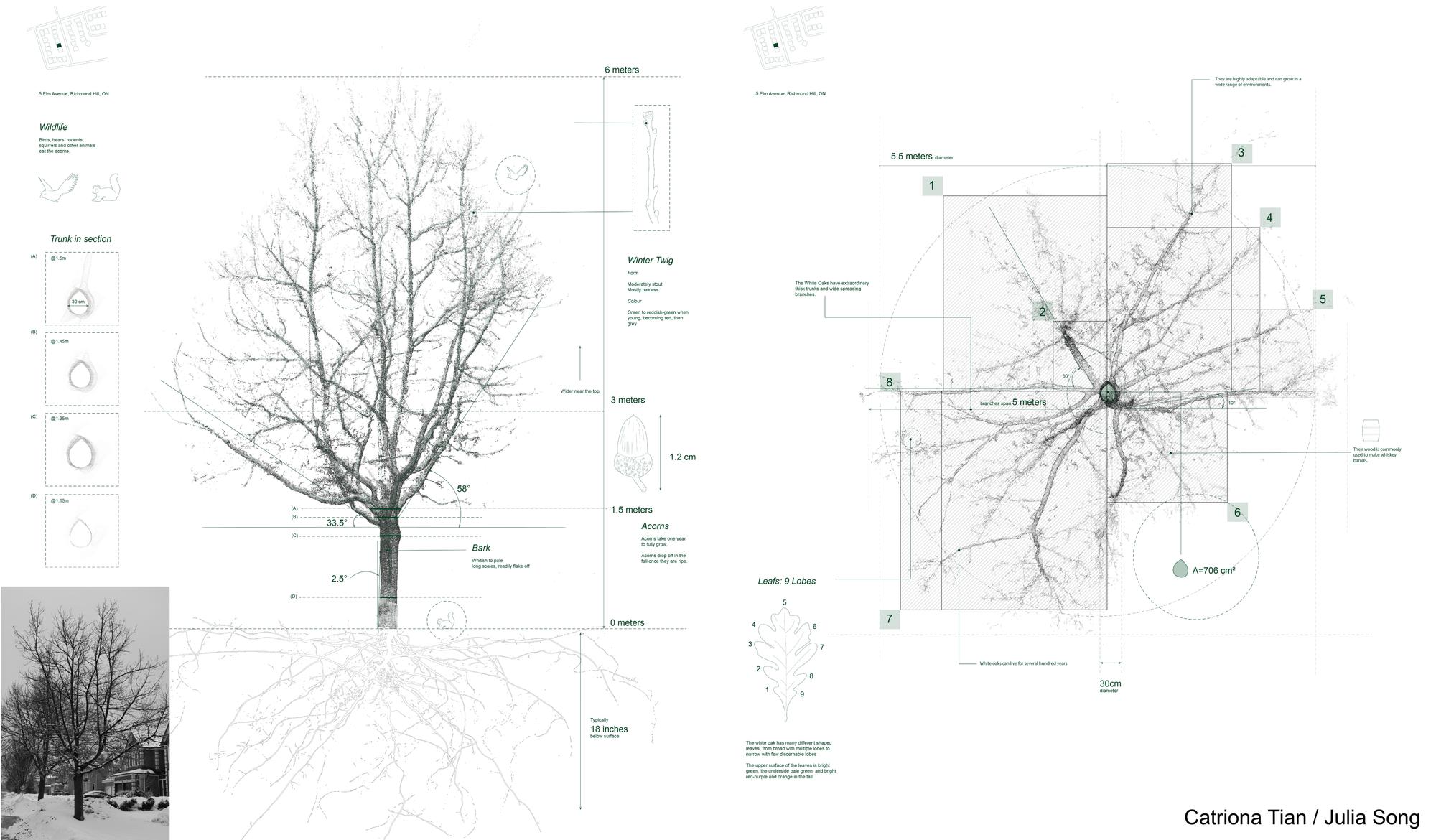 Toronto Tree Scans cover image