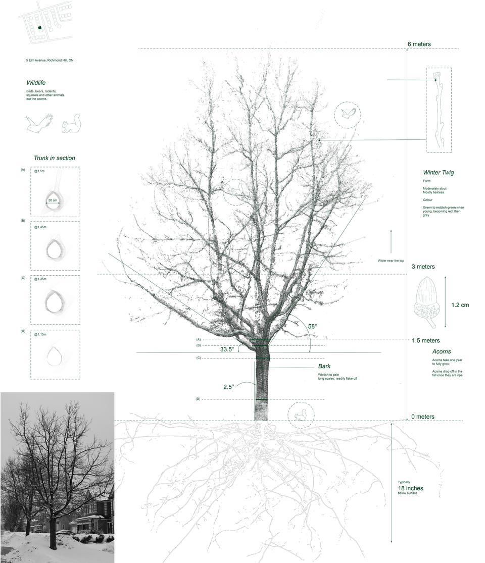 Toronto Tree Scans